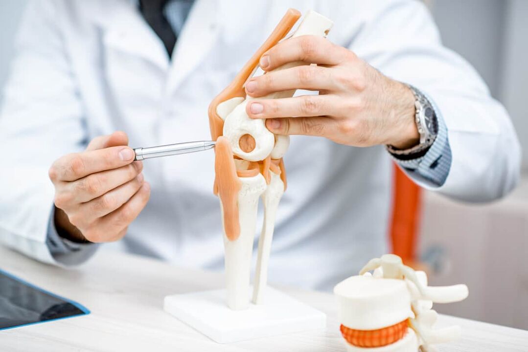 Model of the knee joint, which allows evaluating its structure. 